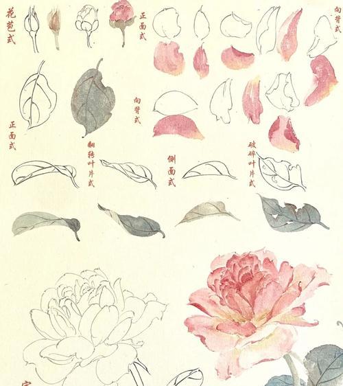紫色叶子花的含义是什么？两片蓝色花瓣的花的含义是什么？