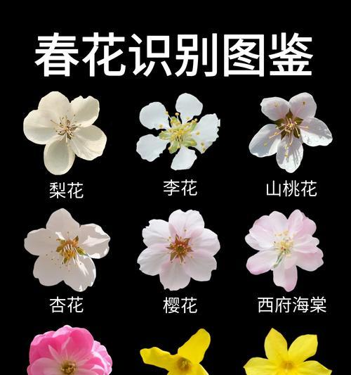紫色叶子花的含义是什么？两片蓝色花瓣的花的含义是什么？