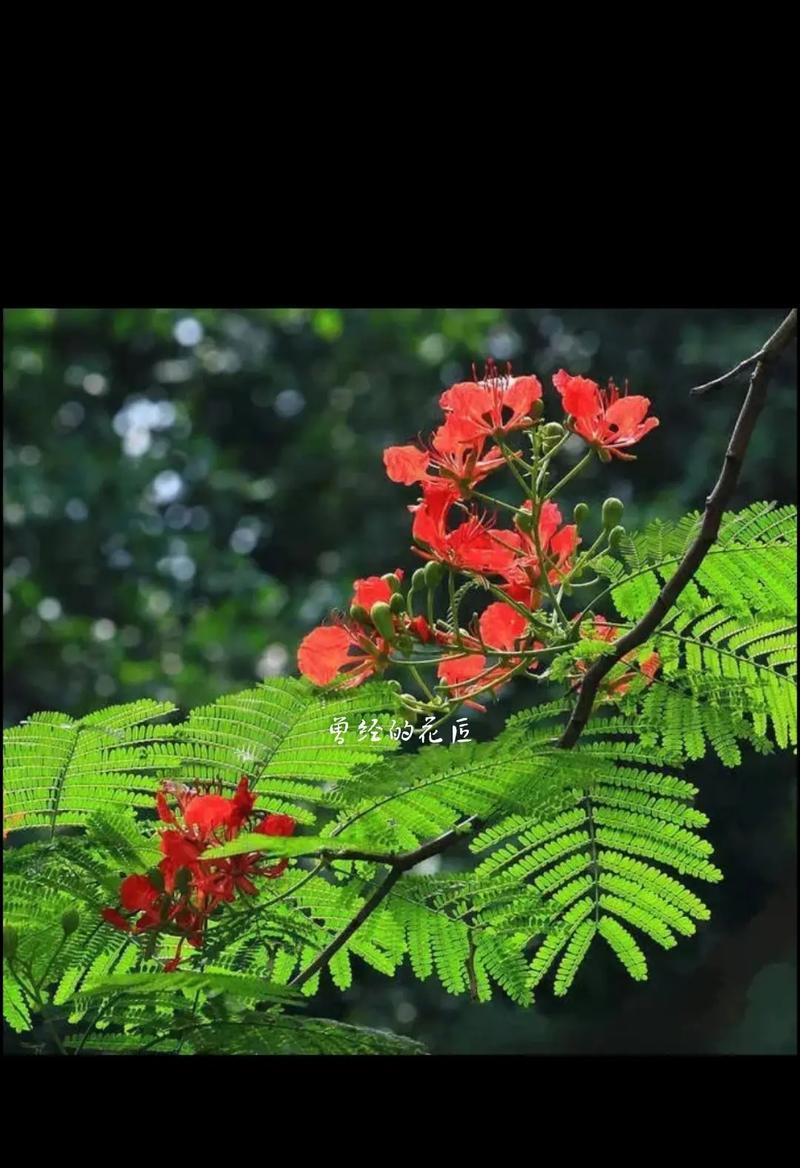 2024年有哪些特别的祝福花语？它们分别代表什么？
