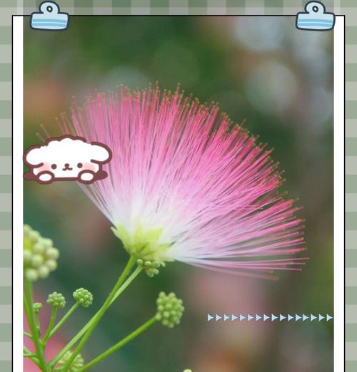 四季的花分别代表什么寓意？它们的象征意义有哪些？