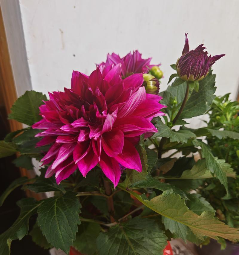 象征自由与爱情的花有哪些？