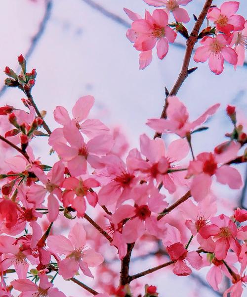 象征自由与爱情的花有哪些？