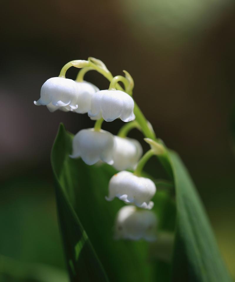 铃兰手捧花的传统寓意是什么？铃兰在手捧花中的意义是什么？