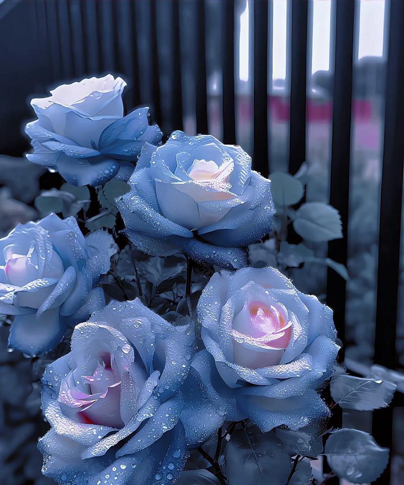 蓝色玫瑰花代表什么？它的花语和寓意有哪些？