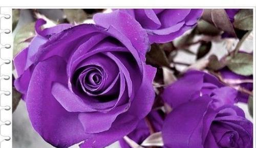 紫色玫瑰花吊坠代表什么？吊坠的花语有哪些？