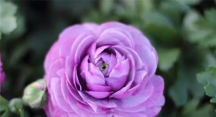紫色玫瑰花吊坠代表什么？吊坠的花语有哪些？