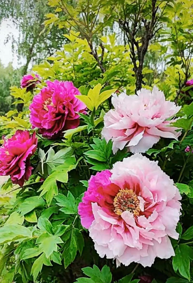 牡丹花象征富贵吗？牡丹花的富贵寓意是什么？