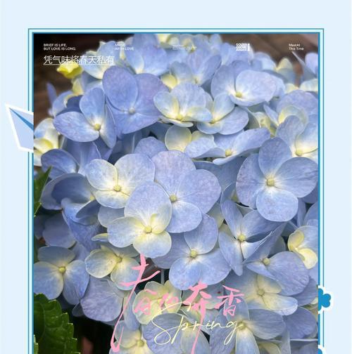 哪些花寓意富贵平安？花的寓意是什么？