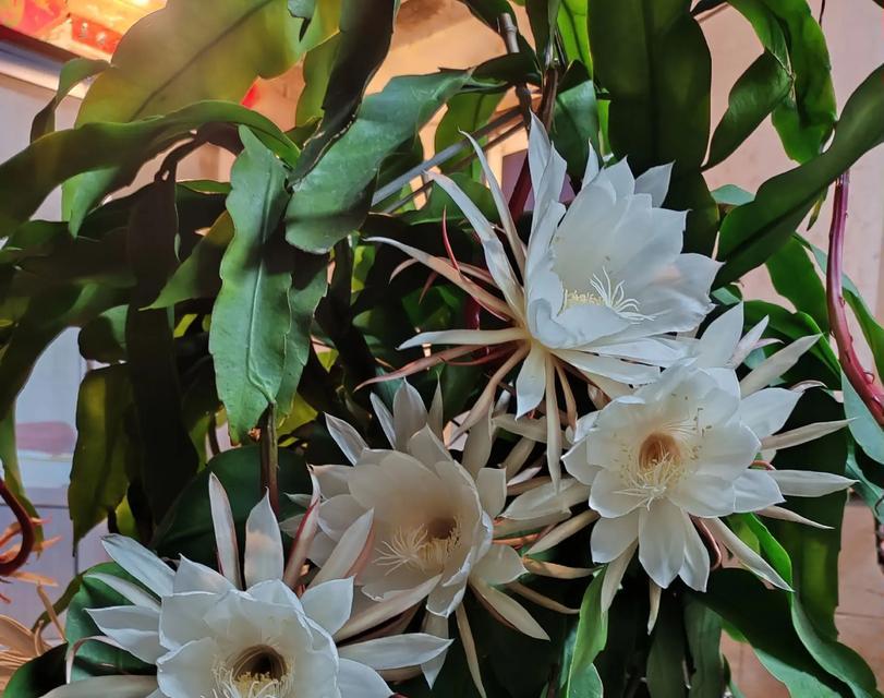 中秋节送什么花代表团圆？