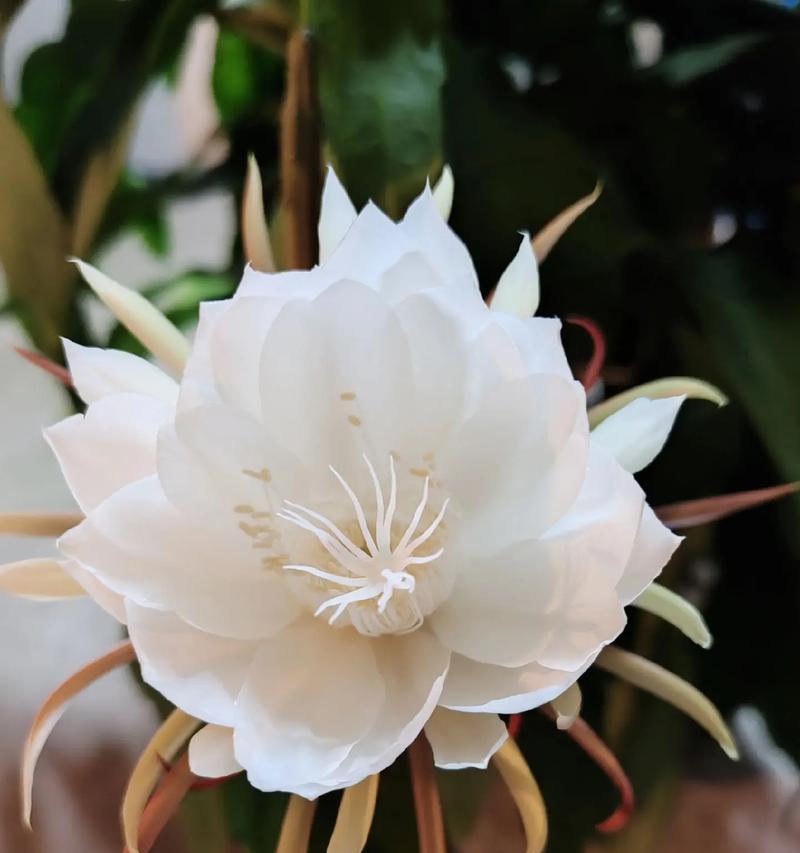 中秋节送什么花代表团圆？