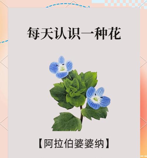 花语如何成为爱情的见证？哪些花语代表爱情？