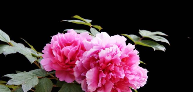 富贵花代表什么？富贵花的真正含义是什么？