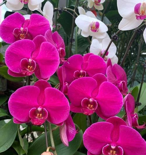 富贵花代表什么？富贵花的真正含义是什么？