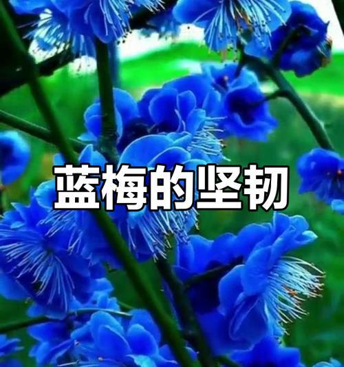 蓝色花象征什么？有哪些花代表坚韧？