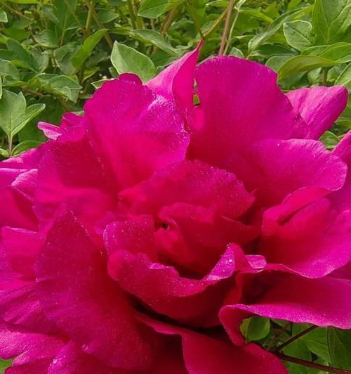 国色天香通常指哪种花？它的花语是什么？