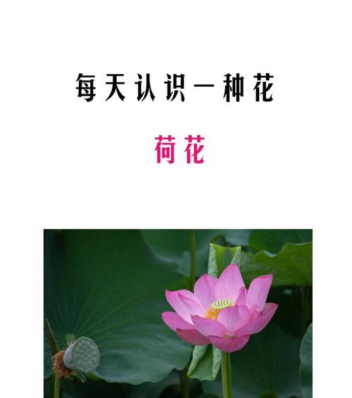 哪种花象征海洋？它的寓意是什么？