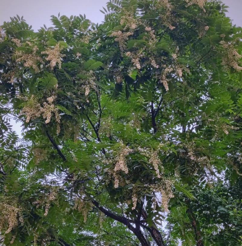 椿花的文化寓意是什么？