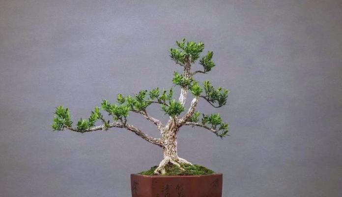 哪种花象征平安辟邪？这种花的寓意有哪些？