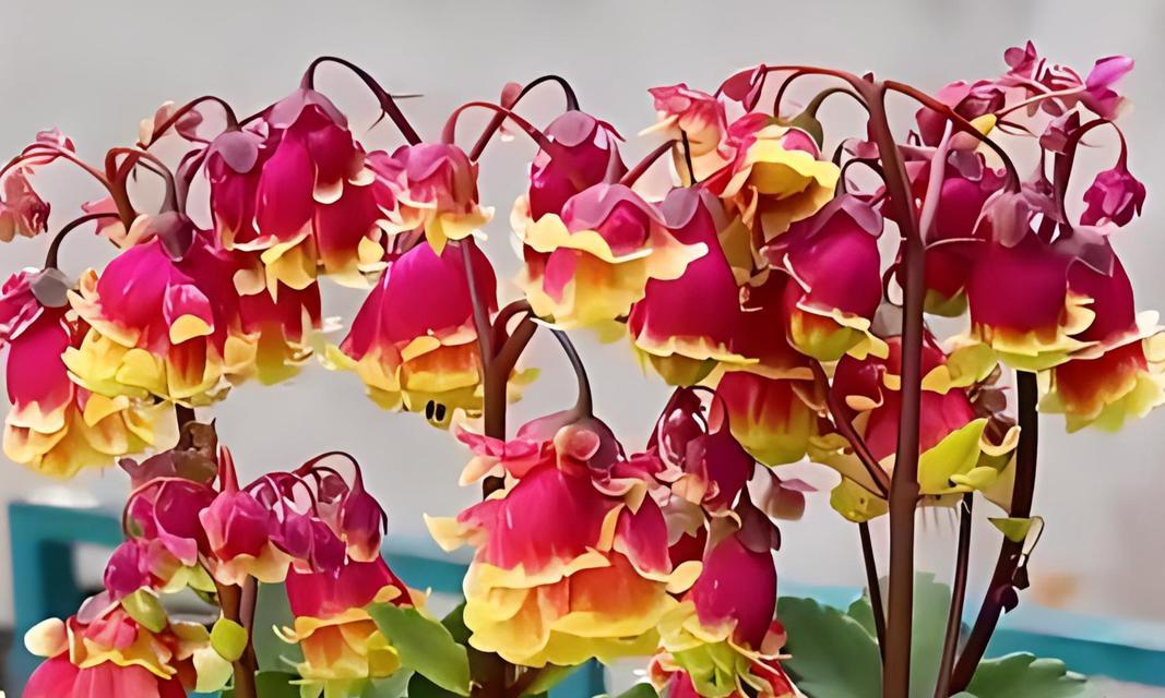 宫灯长寿花有何特别寓意？
