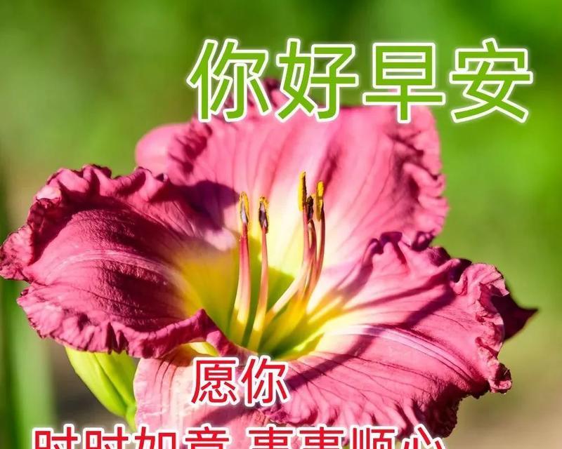 有哪些祝福词语含有花的含义？花在祝福语中的象征意义是什么？