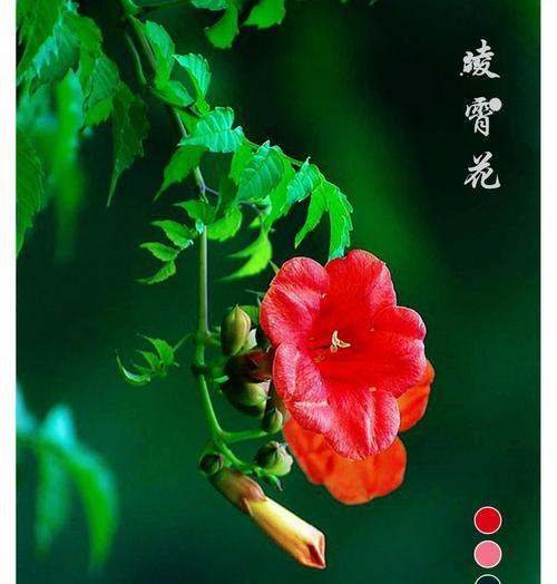哪种花象征家人健康？它的花语有哪些特别之处？