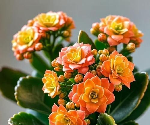 哪种花象征家人健康？它的花语有哪些特别之处？