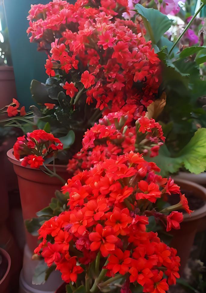 什么花寓意着幸福和快乐？