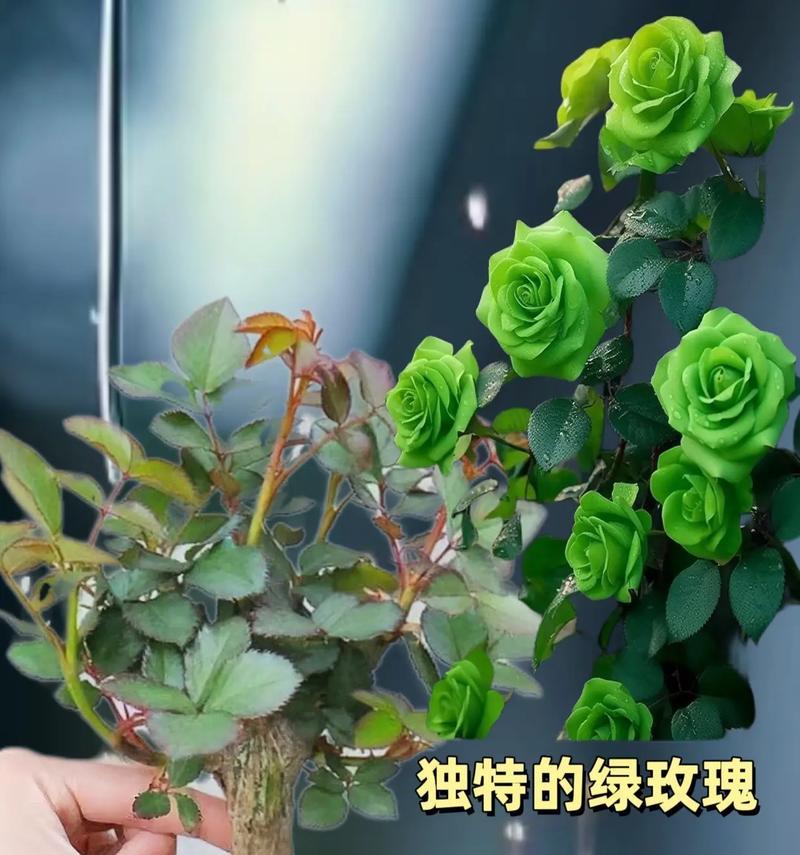 绿颜色的玫瑰花代表什么？绿玫瑰的寓意是什么？