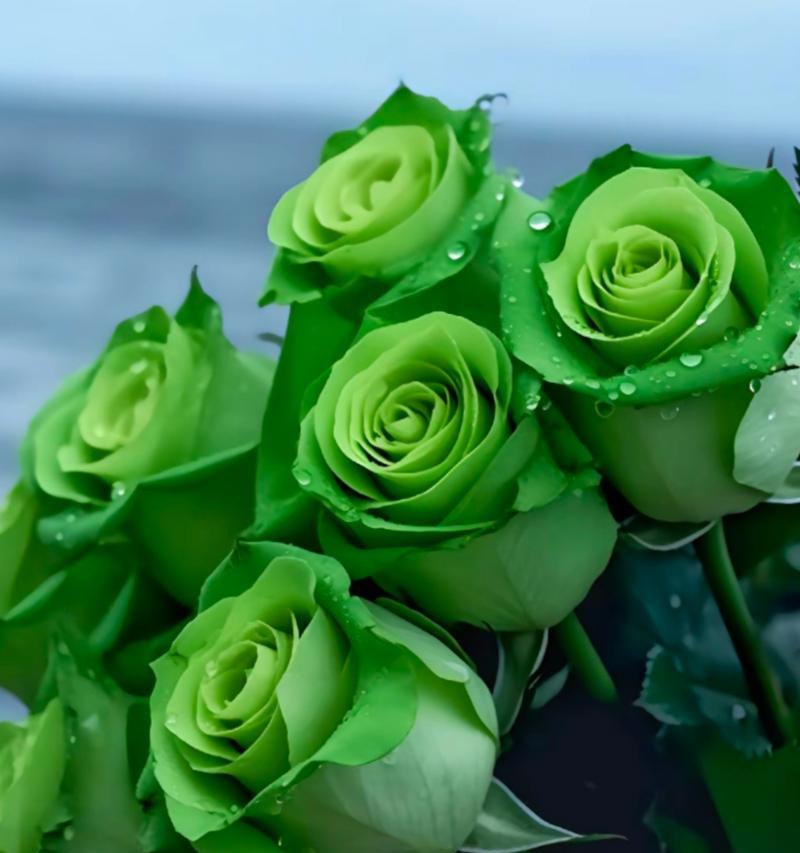绿颜色的玫瑰花代表什么？绿玫瑰的寓意是什么？