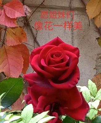 三八节路上捡到花有什么寓意？这种现象背后的文化含义是什么？