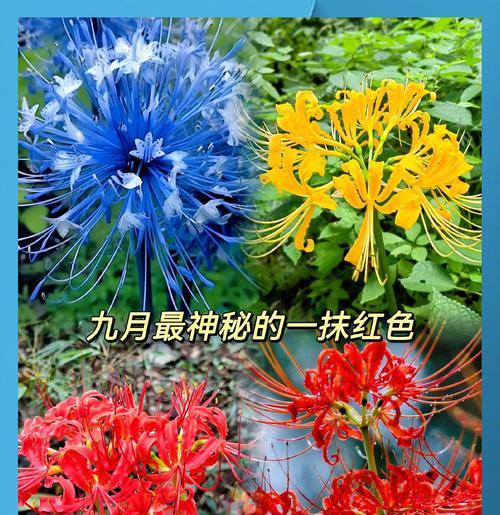 白色彼岸花爱情的寓意是什么？它在爱情中代表什么？