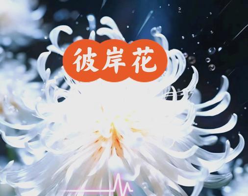 白色彼岸花爱情的寓意是什么？它在爱情中代表什么？