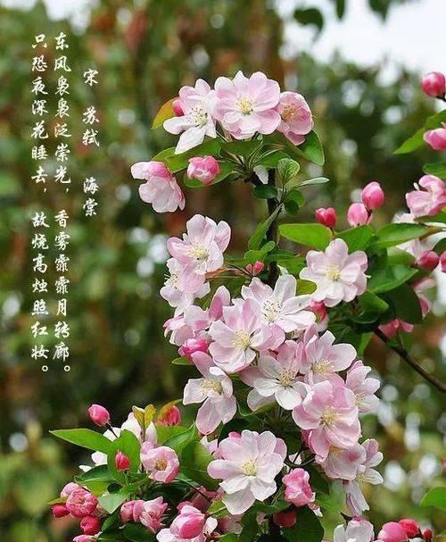 清明节小米花的寓意是什么？如何选择？