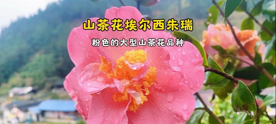 粉色花朵的寓意和象征是什么？