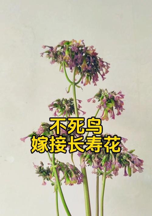 长寿鸟花的寓意和象征意义有哪些？