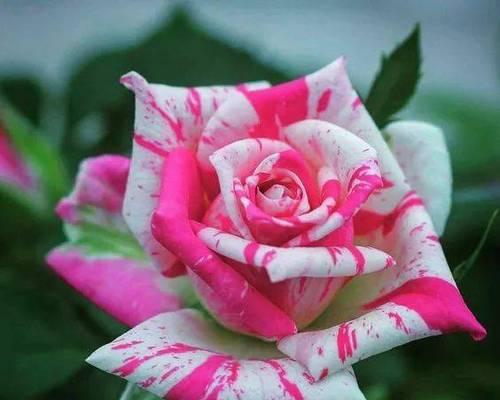 如意花代表什么？如意花的花语和寓意是什么？