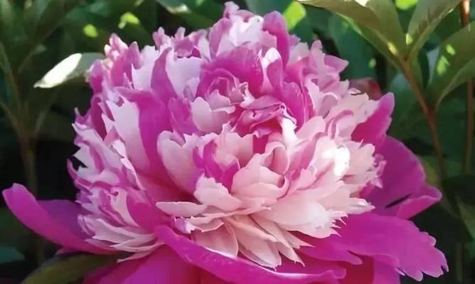 如意花代表什么？如意花的花语和寓意是什么？
