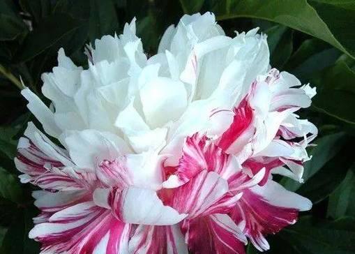 如意花代表什么？如意花的花语和寓意是什么？