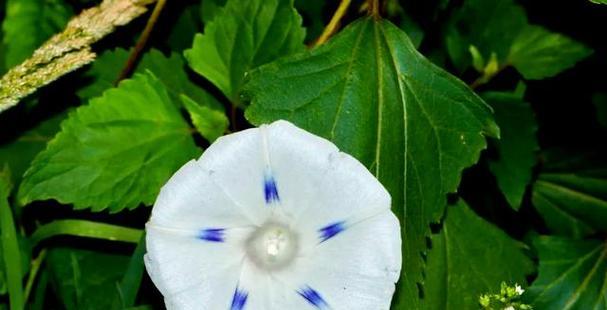 一棵树上两种颜色的花象征什么？如何理解这种花的双重寓意？