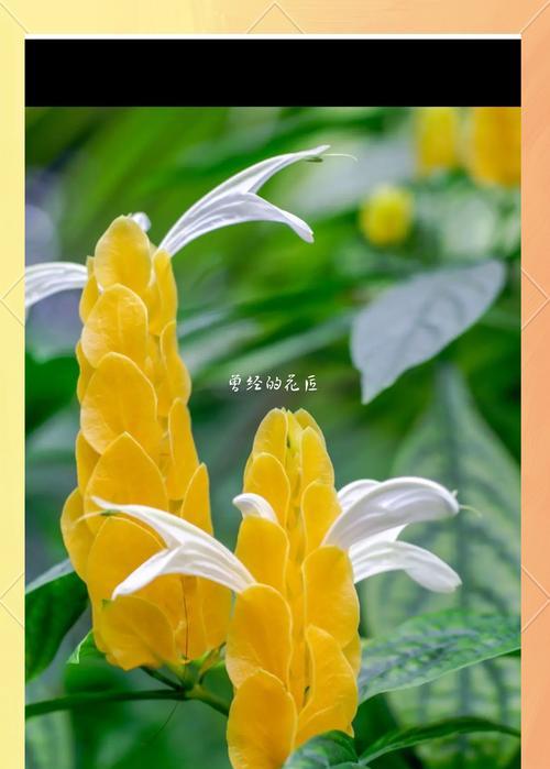 一棵树上两种颜色的花象征什么？如何理解这种花的双重寓意？