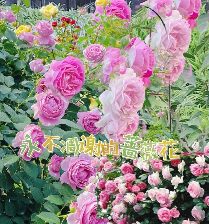 哪些花朵代表浪漫及其花语？