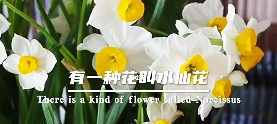 水仙花代表什么爱情？花语和寓意有哪些？