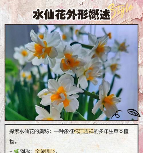 水仙花代表什么爱情？花语和寓意有哪些？