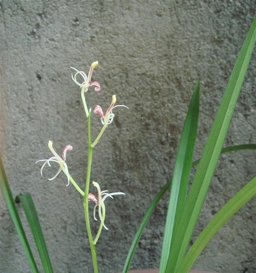 兰色的水晶花代表什么？兰色水晶花的含义是什么？
