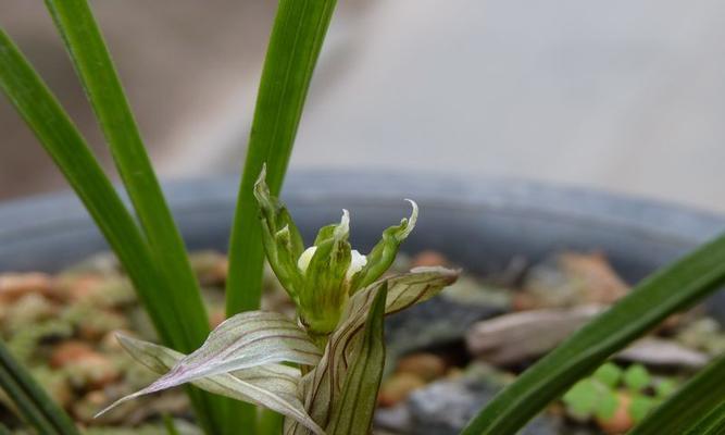 兰色的水晶花代表什么？兰色水晶花的含义是什么？
