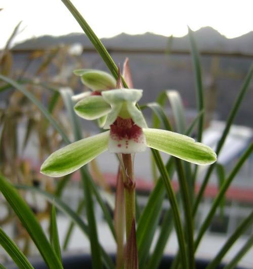 兰色的水晶花代表什么？兰色水晶花的含义是什么？