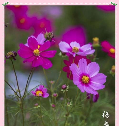 格桑花象征着什么？它如何传递快乐和幸福？