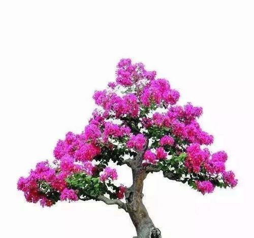 八节奇花的含义是什么？它象征着什么？