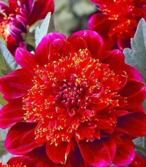 八节奇花的含义是什么？它象征着什么？