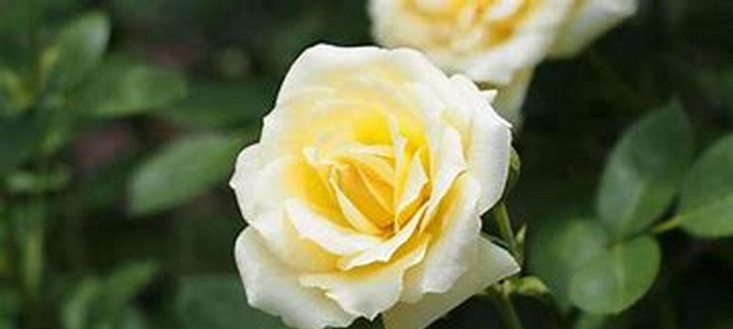 友情的象征花有哪些颜色？友情花语的颜色代表什么？